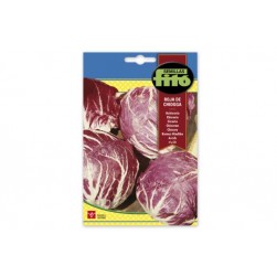 ACHICORIA ROJA DE CHIOGGIA