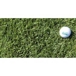 ZOYSIA JAPÓNICA ZENITH