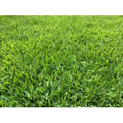 TEPES FESTUCA + POA+ RAYGRAS