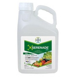 SERENADE ASO SC