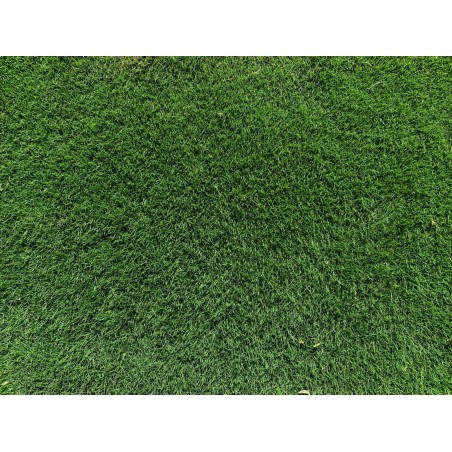 CÉSPED ZOYSIA TENUIFOLIA