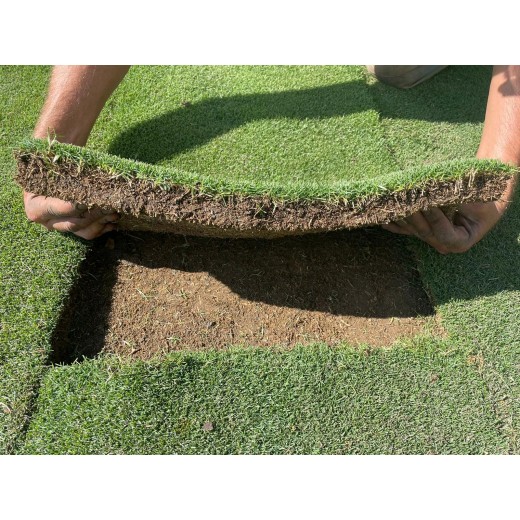 CÉSPED ZOYSIA TENUIFOLIA
