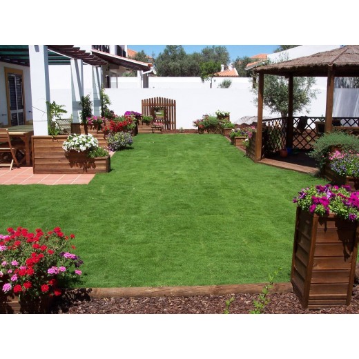 CÉSPED ZOYSIA TENUIFOLIA