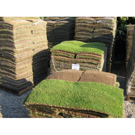 CÉSPED ZOYSIA TENUIFOLIA