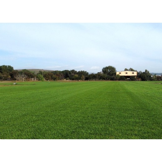 TEPES BERMUDA TIFWAY 419 + RAYGRASS