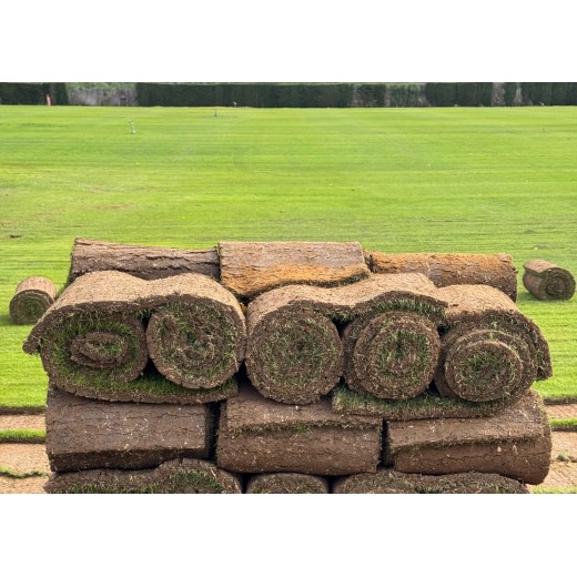 TEPES BERMUDA TIFWAY 419 + RAYGRASS