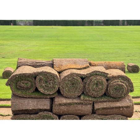 TEPES BERMUDA TIFWAY 419 + RAYGRASS