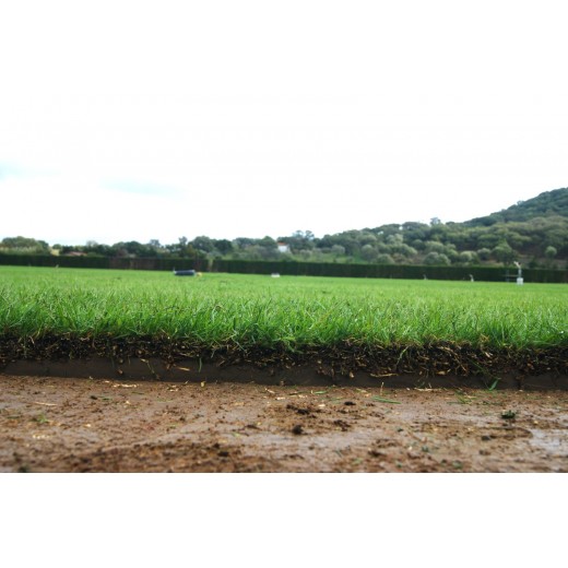 TEPES BERMUDA TIFWAY 419 + RAYGRASS