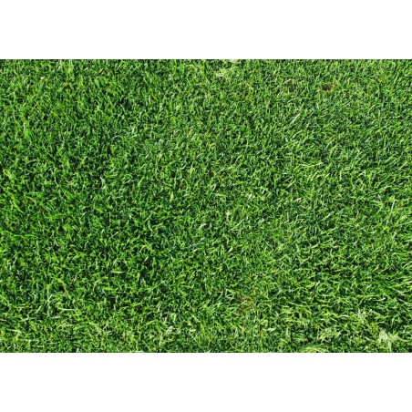 TEPES BERMUDA TIFWAY 419 + RAYGRASS