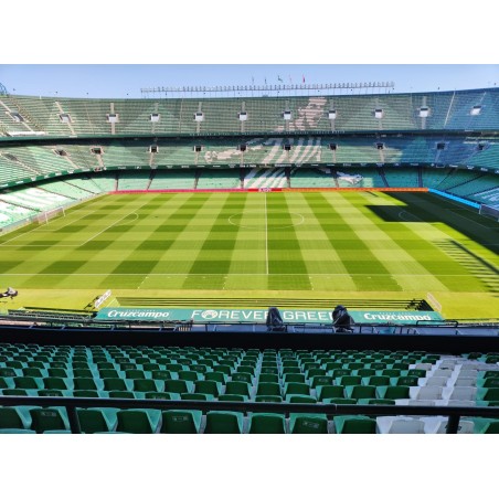 TEPES BERMUDA TAHOMA 31