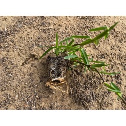 GRAMA CATALANA / GRAMÓN EN...