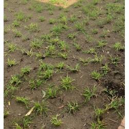 BANDEJA RODEO 60 ALVEOLOS