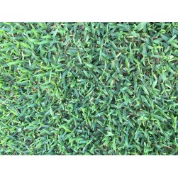 TEPES GRAMA CATALANA