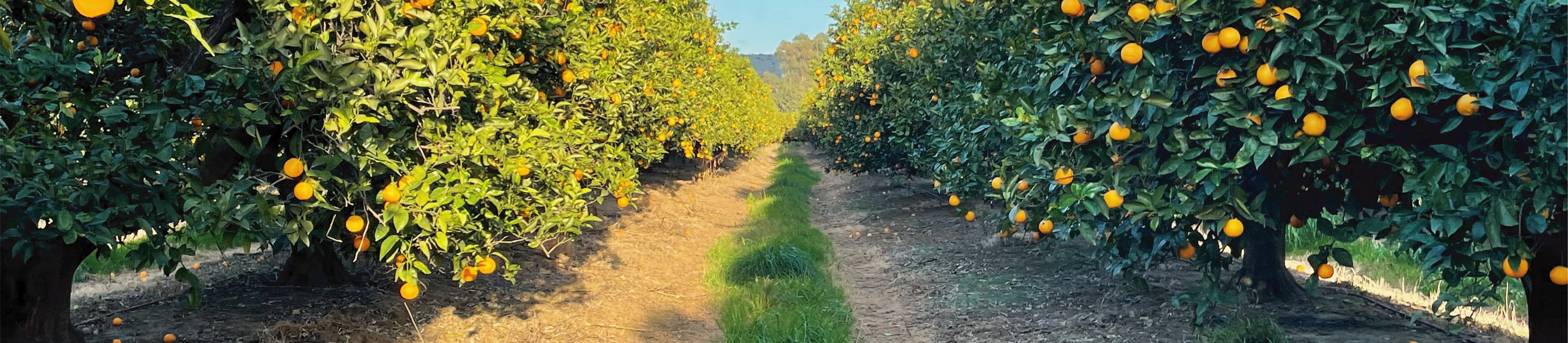 Agricultura 3