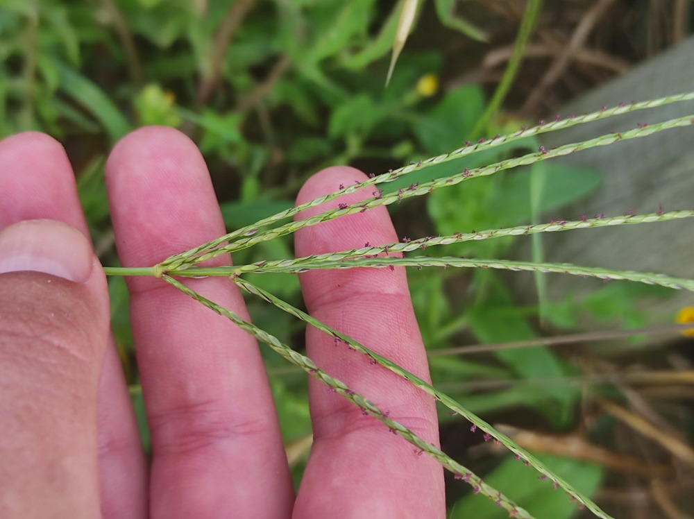 Control de digitaria sanguinalis