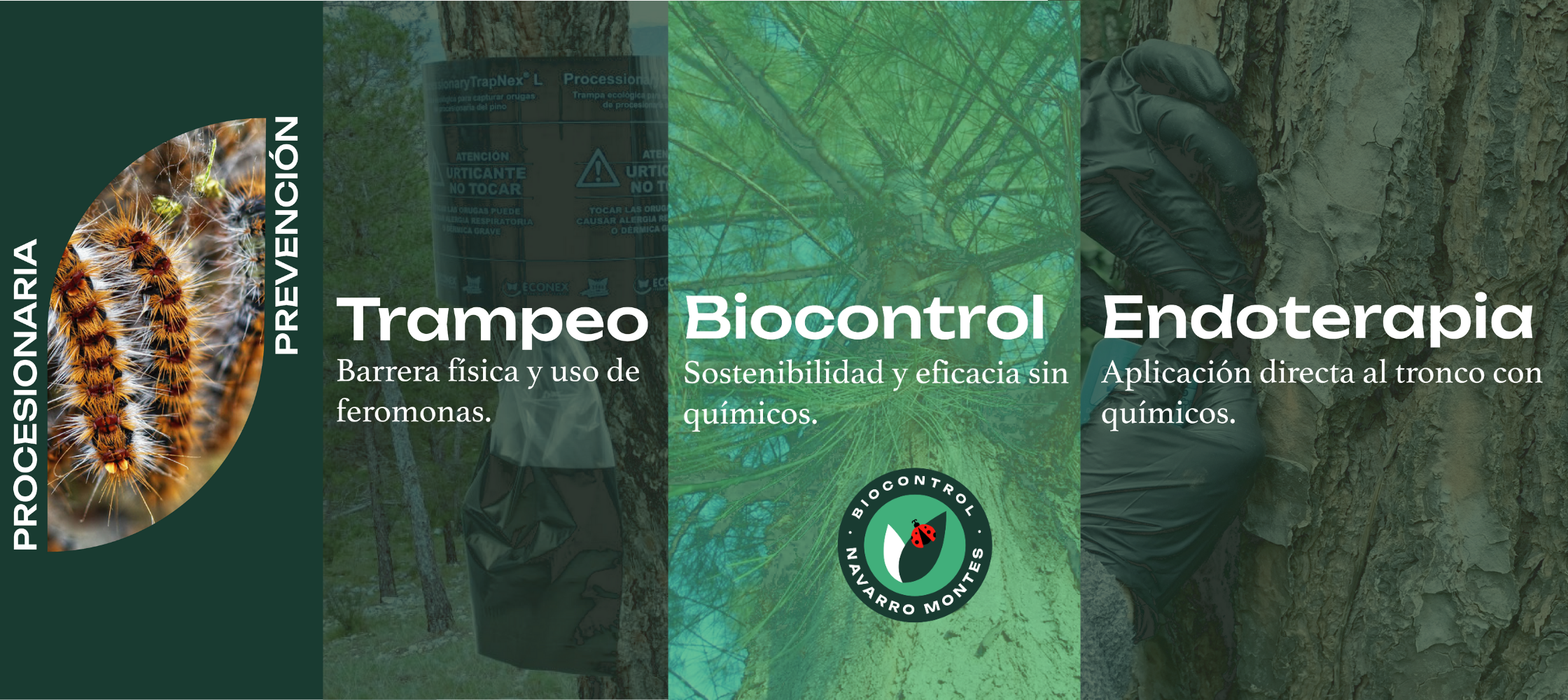 Cómo prevenir la procesionaria del pino: métodos eficaces y sostenibles
